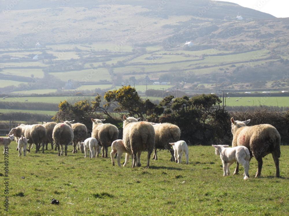 Fototapeta premium herd of sheep
