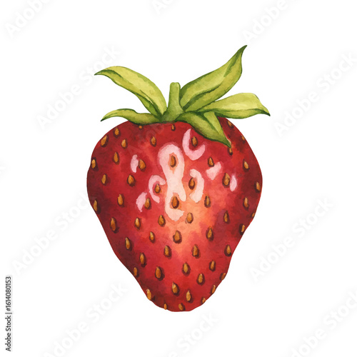 Bright and juicy strawberries isolated on white background. Vector. Watercolor illustration of ripe red berry hand painted. Strawberry isolated. Summer Clipart for tea, jam or natural cosmetics label