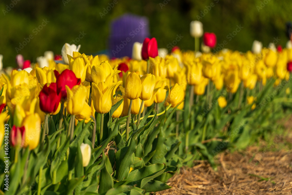 Obraz premium A lush field filled with blooming yellow, red, and white tulips sways gently in the spring breeze, creating a colorful landscape rich in beauty