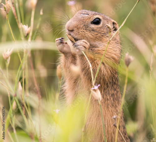 Photos ground squirrel eating