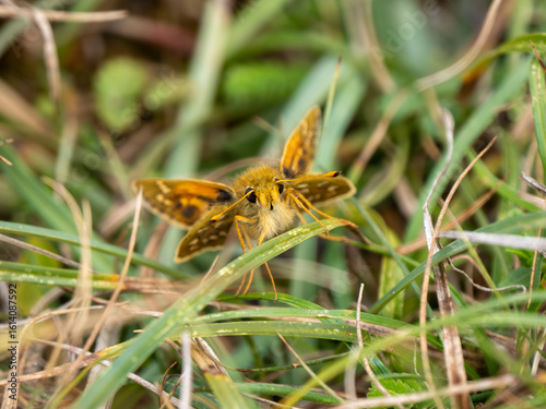 Papier peint Silver-spotted Skipper Butterfly Resting in Grass