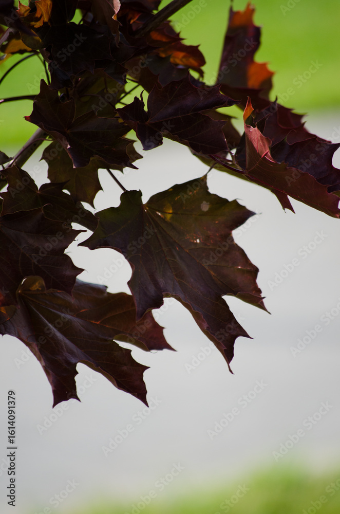 Fototapeta premium Maple Leaves