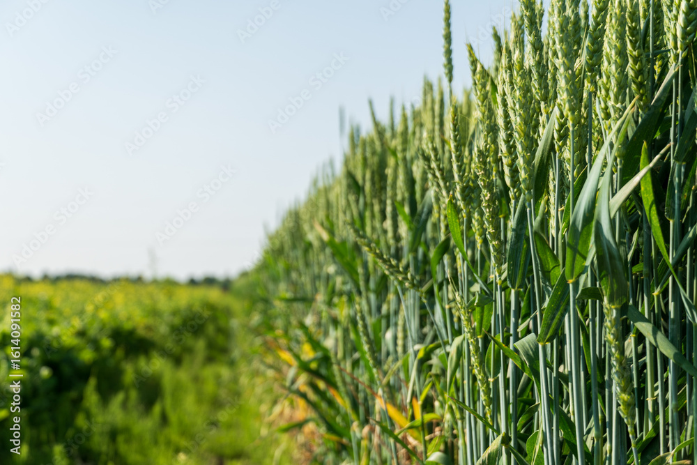 Fototapeta premium Tall, green wheat stalks sway gently in a summer breeze, lined along a neat row. The expansive field stretches out, showcasing vibrant agricultural life and tranquility
