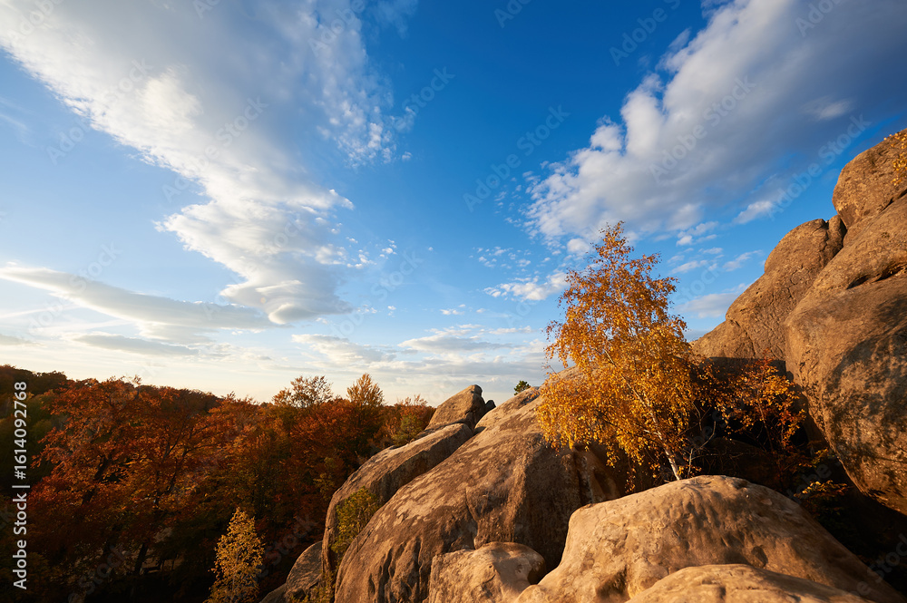 Obraz premium Golden-hued birch tree stands against backdrop of sunlit rocks and autumn forest. Vibrant foliage glows warmly under evening sky, with fluffy clouds. Dovbush Rocks, Carpathian mountains, Ukraine.