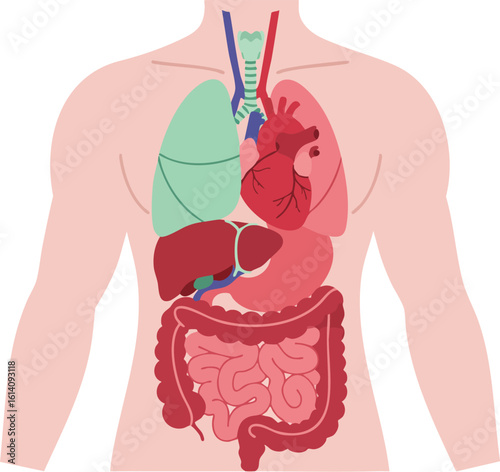 Human internal organs anatomy vector illustration with heart lungs liver stomach and intestines detailed design 