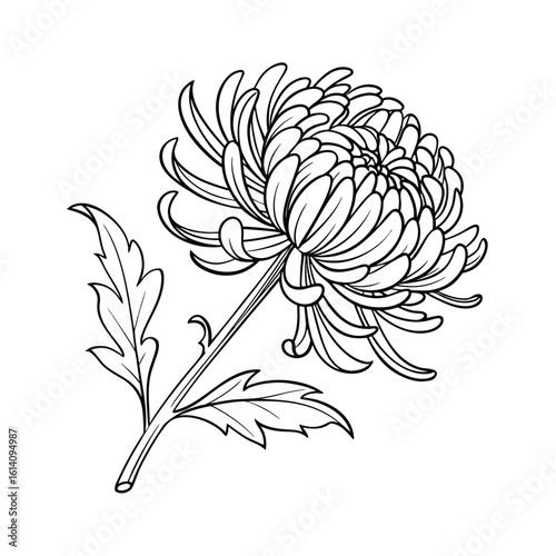 Detailed line art of a chrysanthemum bloom on a white background