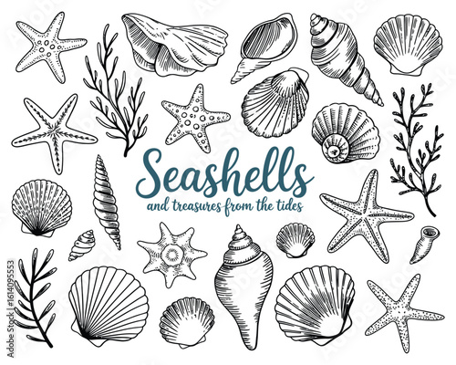 Seashells starfish illustration, hand drawn ocean treasures featuring detailed shells and starfish, natural coastal artwork created for marine themed decor and creative design projects.