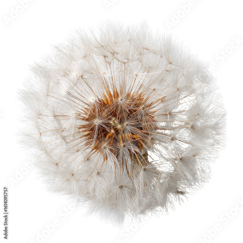Close-up of a dandelion seed head (27)