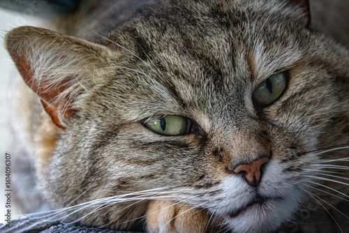 Obraz na płótnie Katzen