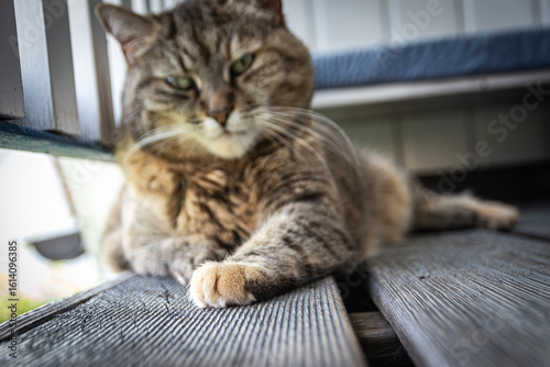 Obraz na płótnie Katzen