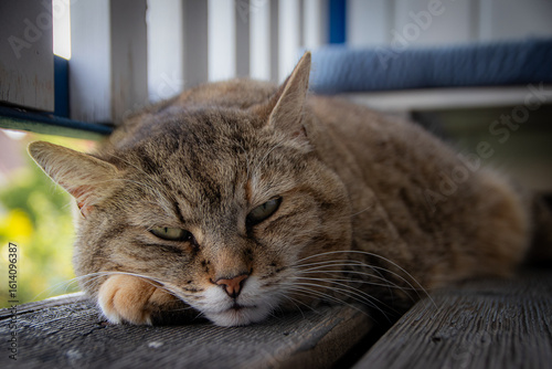 Obraz na płótnie Katzen