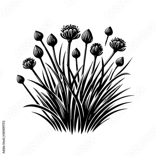 Black and White Illustration of Allium Flowers and Buds 1.