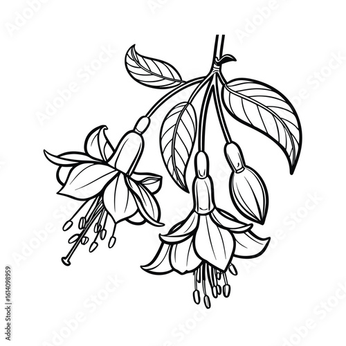 Elegant line art of a flower hanging upside down on a clean white background