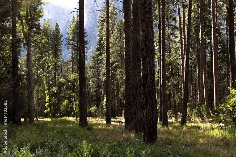 Obraz premium Yosemite Forest Glows in Summer