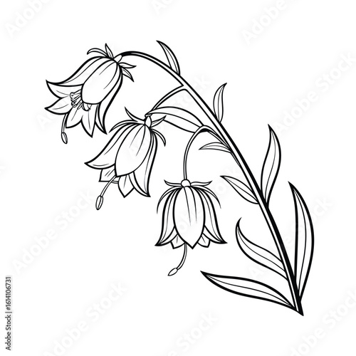 Elegant bellflower cluster hanging line art illustration for floral designs