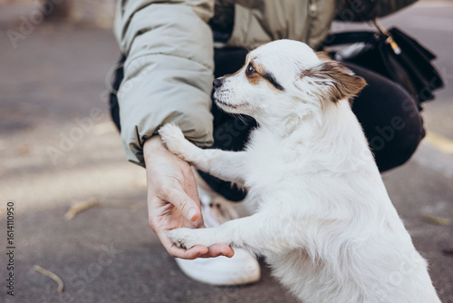 Small long-haired chihuahua dog full of joy with her owner outside, close up.