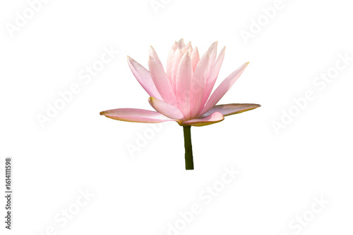 pink lotus flower transparent background