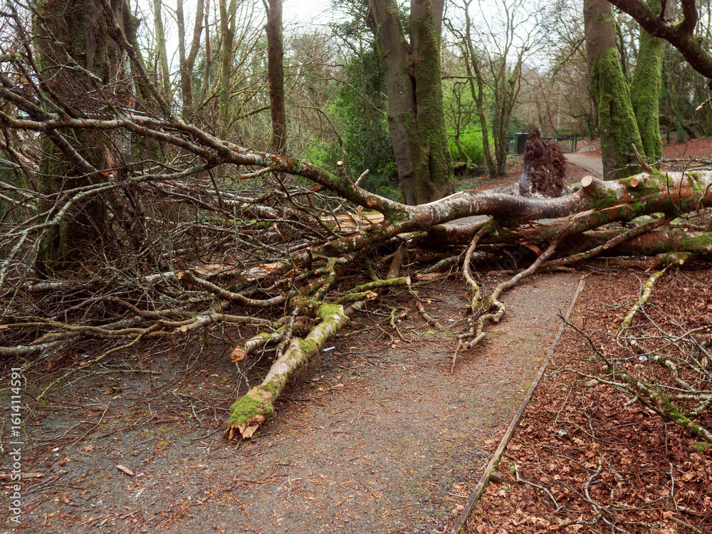 Scene in a forest park after powerful hurricane with trees fallen on the footpath. Effect of a strong storm wind. Destruction caused by nature to nature. Nobody. Green and brown tone. Scene in a forest park after powerful hurricane with trees fallen on the footpath. Effect of a strong storm wind. Destruction caused by nature to nature. Nobody. Green and brown tone.