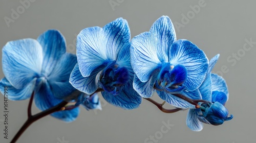 Vivid blue orchid flower captured close-up against a gray background