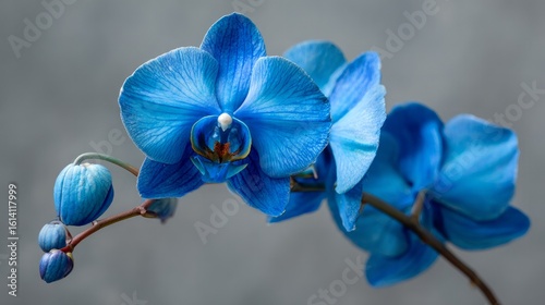 Vivid blue orchid flower captured close-up against a gray background