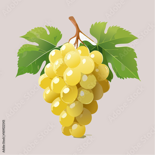 Une jolie grappe de raisins blancs en gros plan, arrière plan blanc 