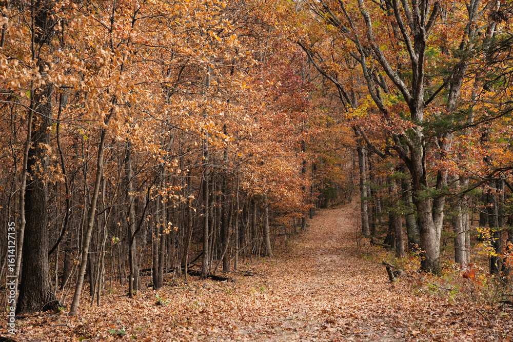 Obraz premium A Trail in the Woods Covered with Fall Leaves in Autumn