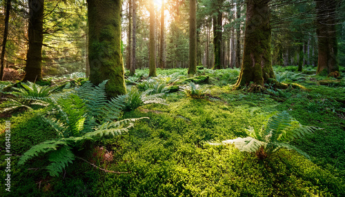 lush green forest floor with ferns and moss in a sunlit woodland setting