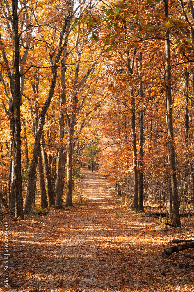 A Trail in the Woods Covered with Fall Leaves in Autumn A Trail in the Woods Covered with Fall Leaves in Autumn