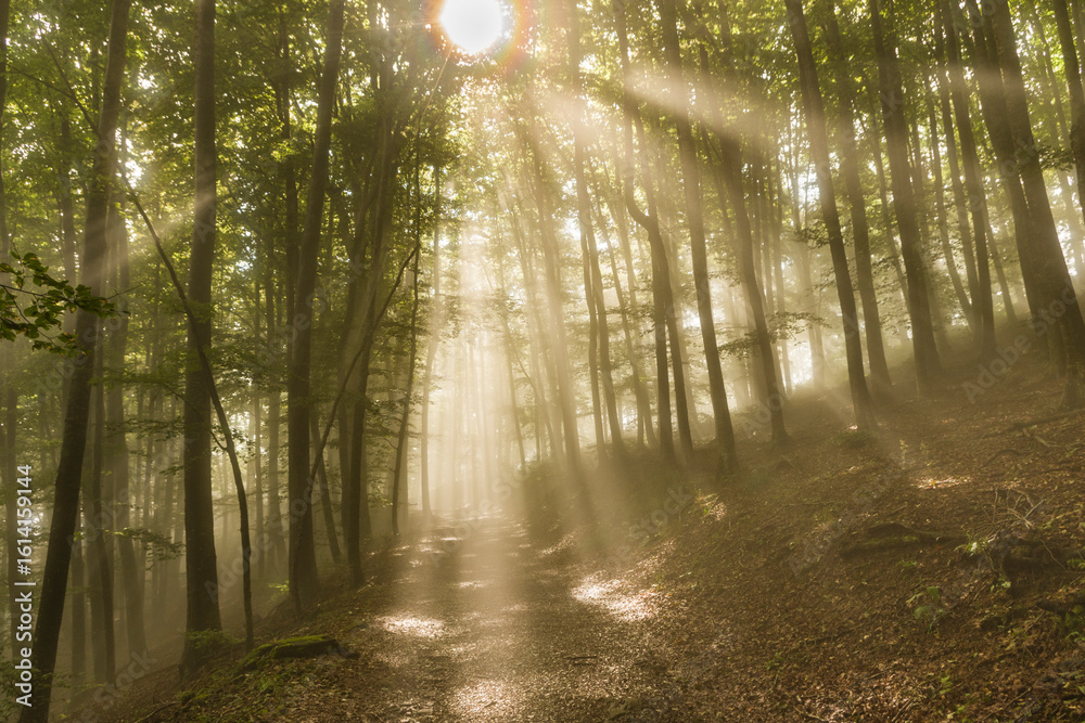 Obraz premium Il bosco appenninico invaso dalla nebbia e fasci di luce