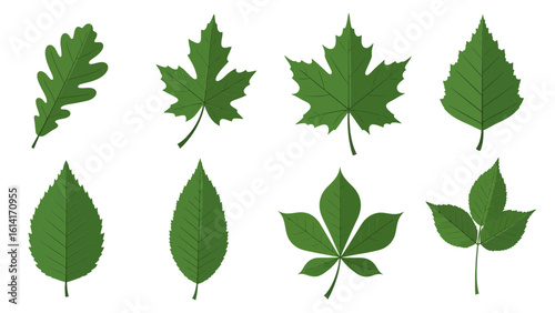 Discover an exquisite collection of diverse green leaves, showcasing the varied beauty of foliage, from oak to maple, ideal for botanical illustrations and nature-themed designs.