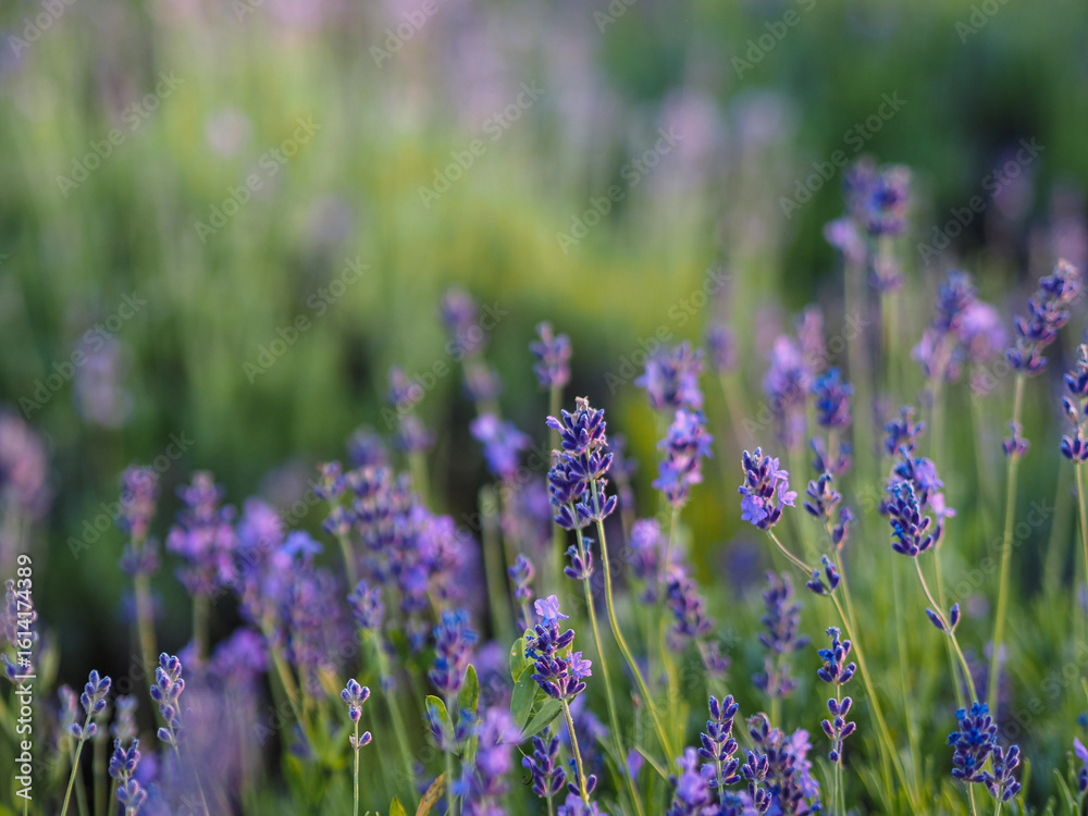 Naklejka premium field of lavender