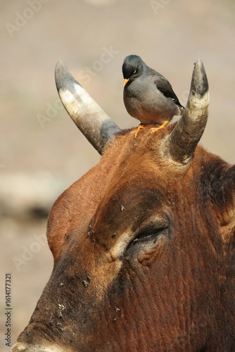 Photography The jungle myna (Acridotheres fuscus) is a myna, a member of the starling family