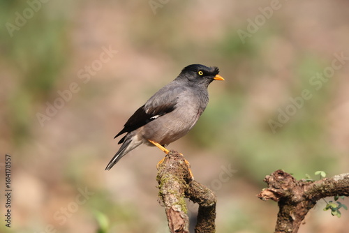 Canvas Print The jungle myna (Acridotheres fuscus) is a myna, a member of the starling family