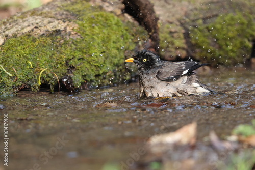 Photography The jungle myna (Acridotheres fuscus) is a myna, a member of the starling family