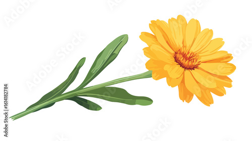 Calendula Flower Petal Plant Art Print
