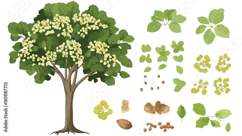 Diverse Woodland Tree Types - Wide Angle