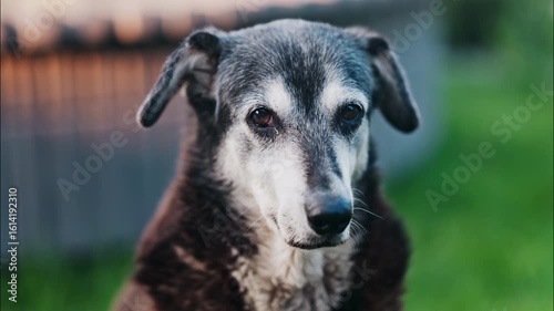 Close up of a woman's hand petting a black and brown, stray dog sitting on the grass in a park