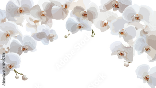 Elegant White Orchid Border Frame Decor