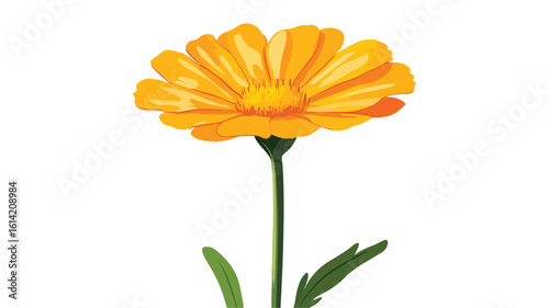 Calendula Flower Petal Plant Art Print