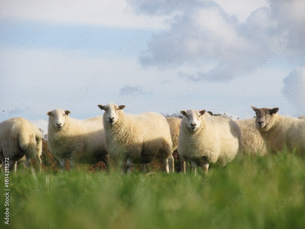 sheep and lambs sheep and lambs