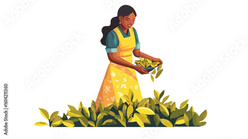 Sri Lankan Tea Plucking Scene