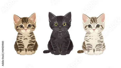 Three Kittens on White Background