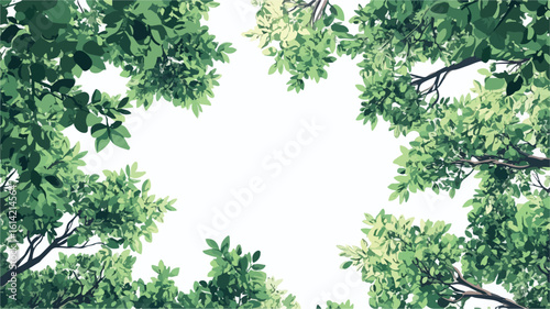 Ash Tree Canopy Rainforest Aerial View