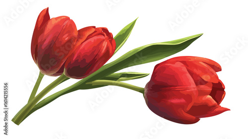 Elegant Tulips on White Background