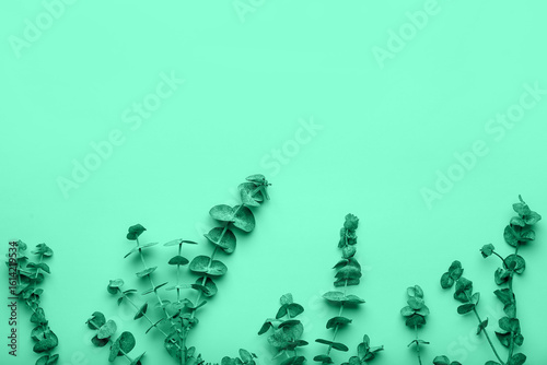 Many eucalyptus branches on...