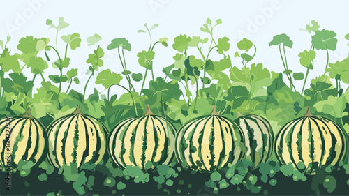 Watermelon Plant Wide Angle Center View