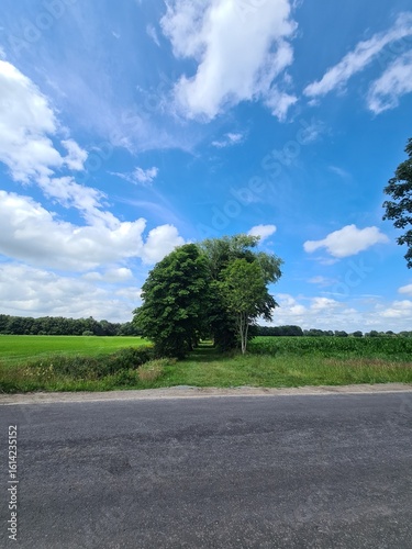 landscape with trees