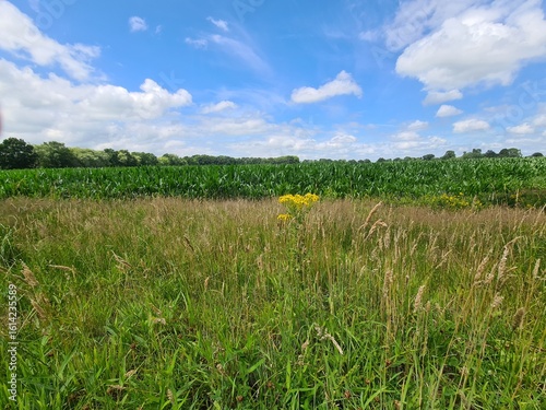 green field and blue sky