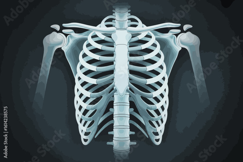 A medical anatomical illustration showcasing a human rib cage with detailed structure, serving educational purposes in the fields of medicine and biology for students and professionals.