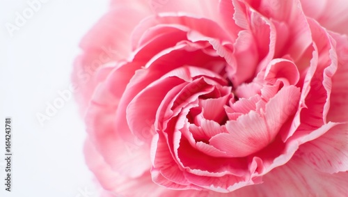 Delicate pink carnation bloom with soft, wavy petals